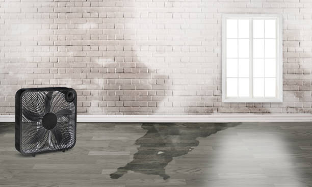Best Flood damage cleanup  in Laurel, MD