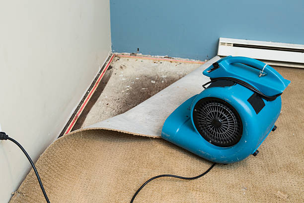 Best Water damage cleanup near me  in Laurel, MD